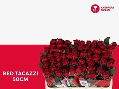 Rosa Red Tacazzi+ 50cm