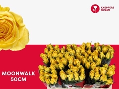 Rosa Moonwalk 50cm