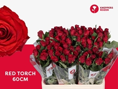 Rosa Red Torch 60cm