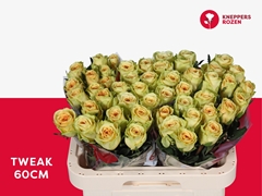 Rosa Tweak 60cm