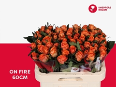 Rosa On Fire 60cm