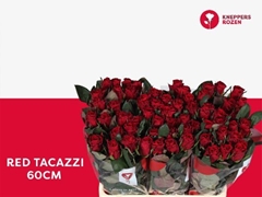 Rosa Red Tacazzi+ 60cm