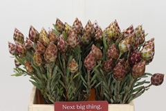 Leucadendron Rubrum 40cm