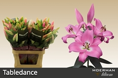 Lily Oriental Tabledance 95cm 5+