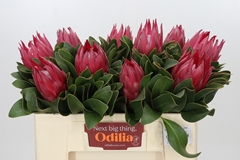 Protea Cynaroides Madiba 50cm