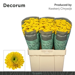 Chrysanth Santini Aurinko 55cm 40gr.