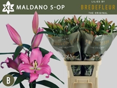 Lily Oriental Maldano 100cm 5+