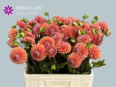 Dahlia Cornel Bronze 60cm