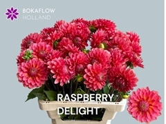 Dahlia Raspberry Delight 60cm
