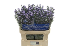 Aster Cassandra 80cm 40gr.