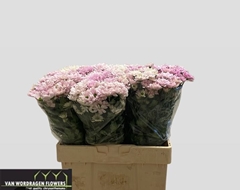 Chrysanth Spray Kennedy Rosy 55cm 50gr.