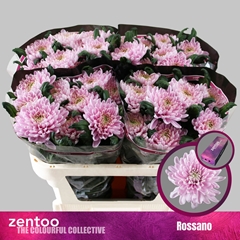 Chrysanth Single Rossano 70cm 80gr.