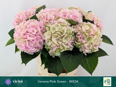 Hydrangea Verena Classic 80cm 20-22cm Hd