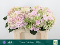 Hydrangea Verena Classic 50cm 16-18cm Hd