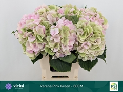 Hydrangea Verena Classic 60cm 18-20cm Hd