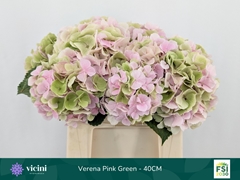 Hydrangea Verena Classic 40cm 14-16cm Hd