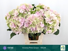 Hydrangea Verena Classic 65cm 19-21cm Hd