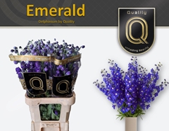 Delphinium Double Delphis Emerald 90cm