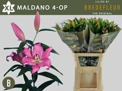 Lily Oriental Maldano 95cm 4+