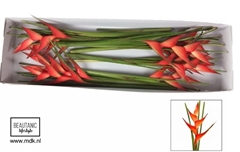 Heliconia Tropical 100cm
