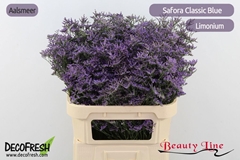 Limonium Safora Classic Blue 80cm 60gr.