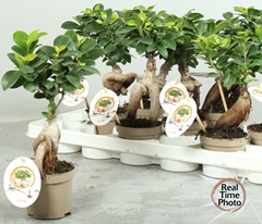 Ficus Microcarpa Ginseng 9Ø 30cm