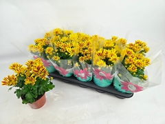 Chrysanth Rainbow Lake Worth 12Ø 29cm