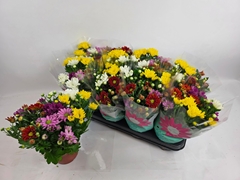 Chrysanth Mix 14Ø 30cm