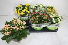 Kalanchoe Double Mix 15Ø 28cm