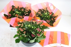 Kalanchoe Double Mix 23Ø 23cm