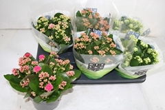 Kalanchoe Double Mix 15Ø 26cm