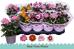 Chrysanth Mix Flower 12Ø 25cm