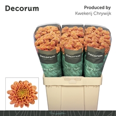 Chrysanth Santini Ellison Salmon 55cm 40gr.