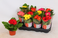 Gerbera Colourgame Mix 12Ø 20cm