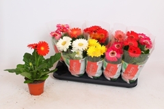 Gerbera Colourgame Mix 12Ø 30cm