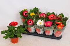 Gerbera Colourgame Mix 12Ø 30cm
