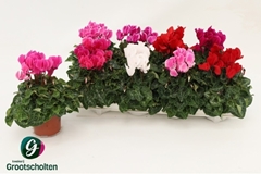Cyclamen Super Serie Allure 10Ø 20cm