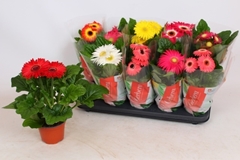 Gerbera Colourgame Mix 12Ø 32cm