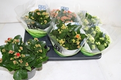 Kalanchoe Double Mix 15Ø 26cm