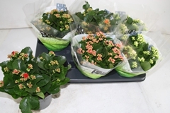 Kalanchoe Double Mix 15Ø 26cm