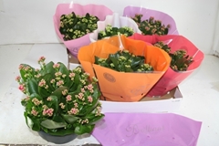 Kalanchoe Double Mix 23Ø 28cm