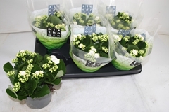 Kalanchoe Double Whites White 15Ø 26cm