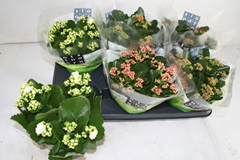 Kalanchoe Double Mix 15Ø 26cm