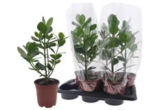 Clusia Princess 17Ø 65cm