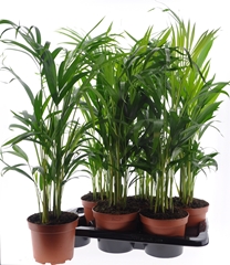 Dypsis Lutescens 17Ø 60cm