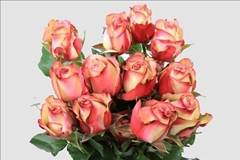 Rosa Paloma 50cm