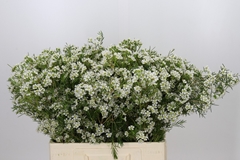 Chamelaucium Grace 60cm 25gr.