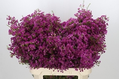 Chamelaucium Ariel 80cm 50gr.