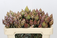 Leucadendron Rubrum 50cm