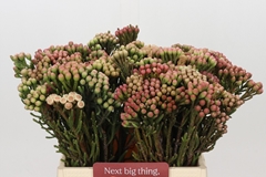 Brunia Laevis Red 40cm